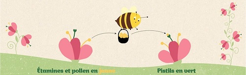 Abeilles rôle