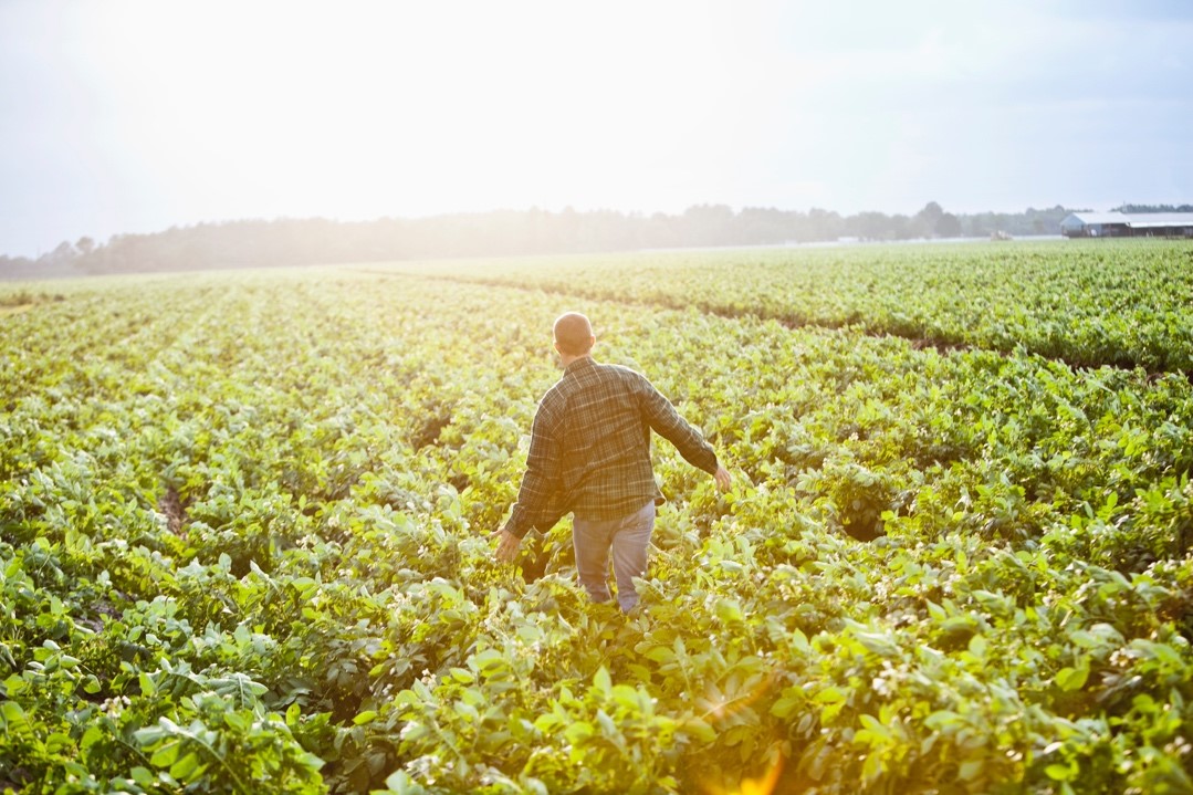 Un agriculteur dans son champ de légumes