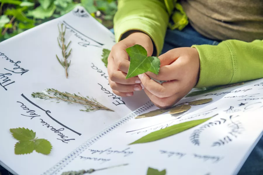 Un enfant confectionne un herbier.