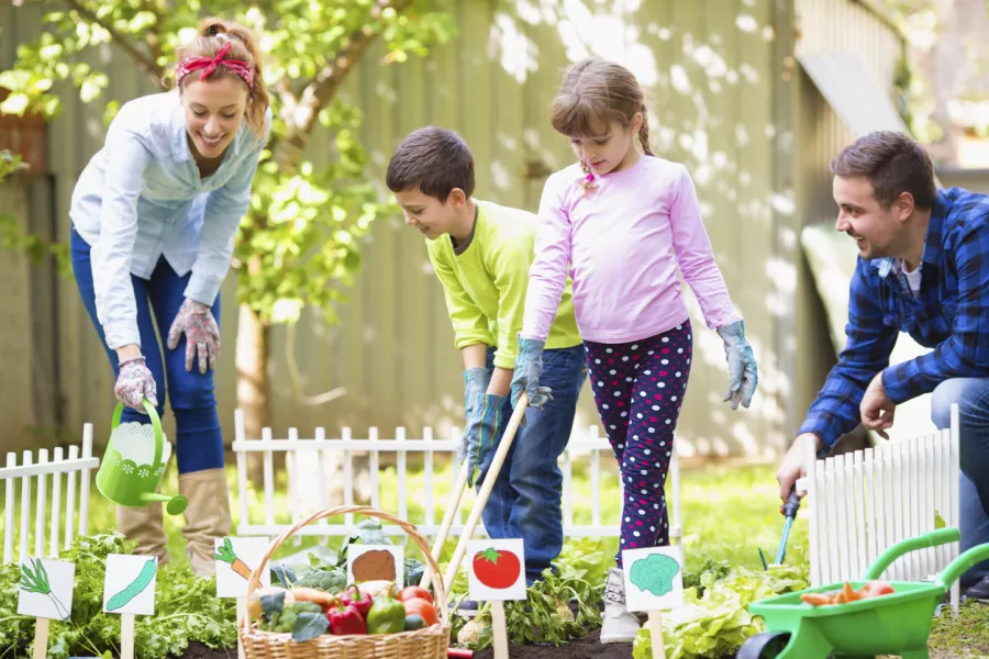 Des enfants jardinent dans le potager.