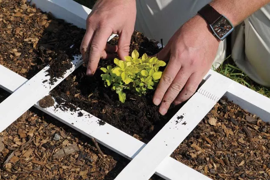 Planter dans un jardin potager 