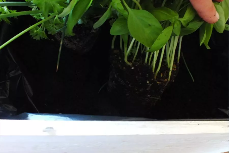Etape 6 du potager