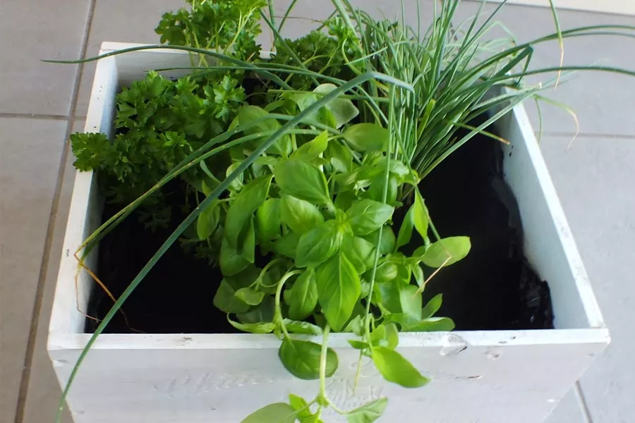 Etape 7 du potager