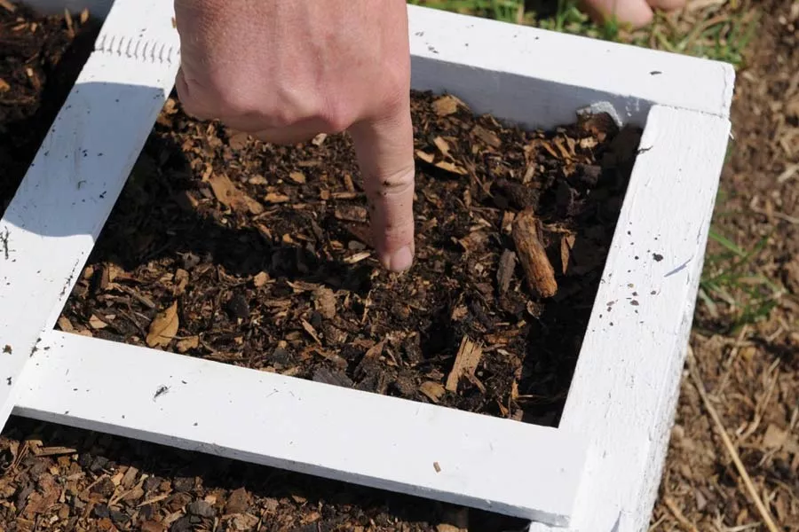 Planter des semis dans de la terre 