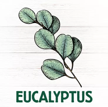 Eucalyptus arbre soigne la toux et le rhume