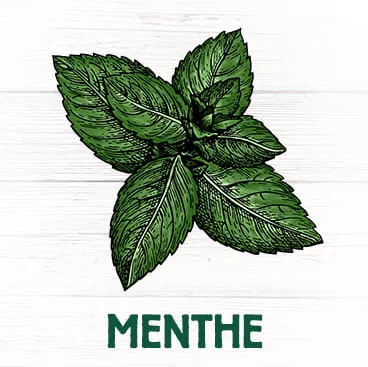 Menthe plante facilite digestion efficace inhalation