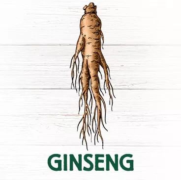Ginseng Asie plante vitalité énergie