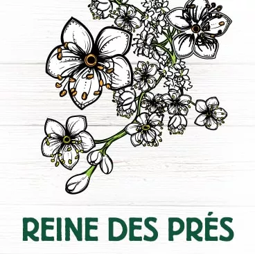 Reine des prés plante aromatique anti-inflammatoire antalgique