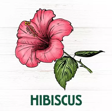 Hibiscus plante anti-inflammatoire hypertension cholestérol