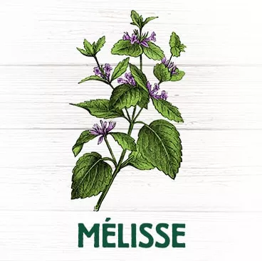 Mélisse plante aide sommeil diminue nervosité