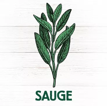 Sauge plante médicinale améliore défenses immunitaires bien-être santé