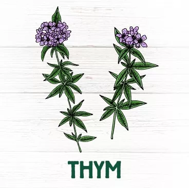 Thym plante contre les coups de froid