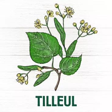 Tilleul feuilles vertus apaisantes diminue tension améliore sommeil