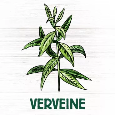 Verveine plante effet calmant contre le stress favorise digestion