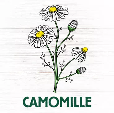 camomille plante apaisante