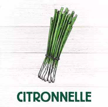 citronelle plante tropicale aromatique apèse les piqures de moustiques 