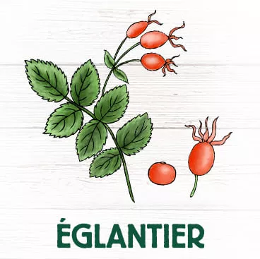 Eglantier plante diurétique antispetique antigrippale riche en vitamines A, B1 , B2 et C