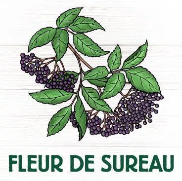 Fleur de sureau contre coups de froid toux  fièvre rhume