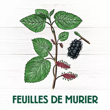 Feuilles de Murier diabète hypertension perte de poids
