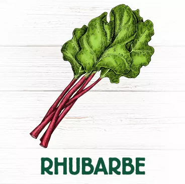 Rhubarbe riche en fibres transit intestinal constipation