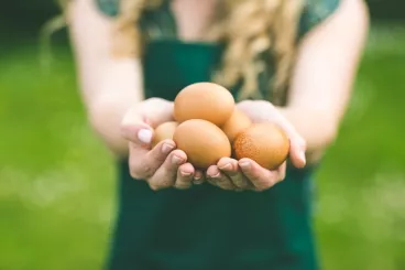 Des œufs bio pour cuisiner