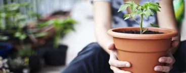Cultiver son potager sur son balcon 