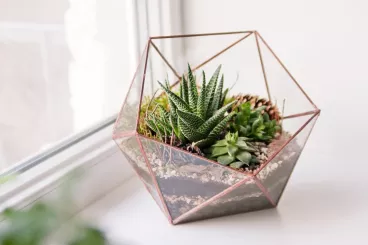 Un terrarium fait maison