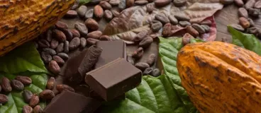 Cocoa Life, pour un chocolat durable Du chocolat à l’état brut