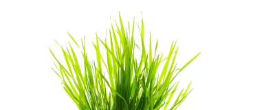Tache d'herbe