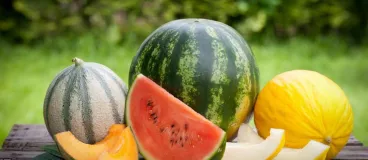 Le panier du mois d’Annelyse : le melon et la pastèque Des melons et des pastèques posés sur une table
