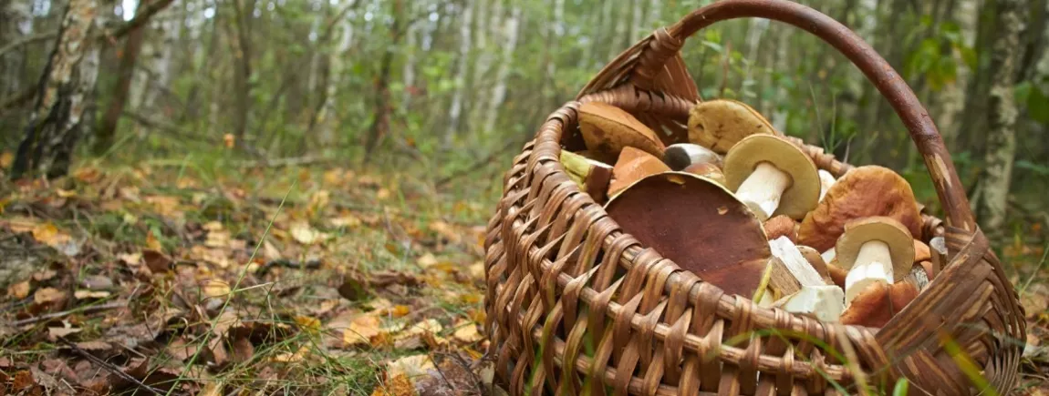 Le panier du mois d’Annelyse : les champignons Un panier rempli de champignons dans une forêt
