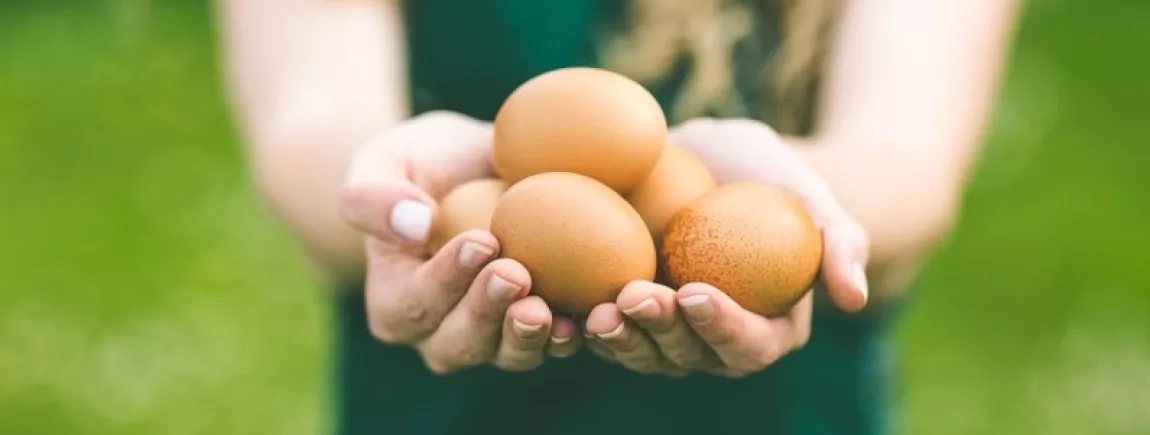 La vie en bio Des œufs bio pour cuisiner