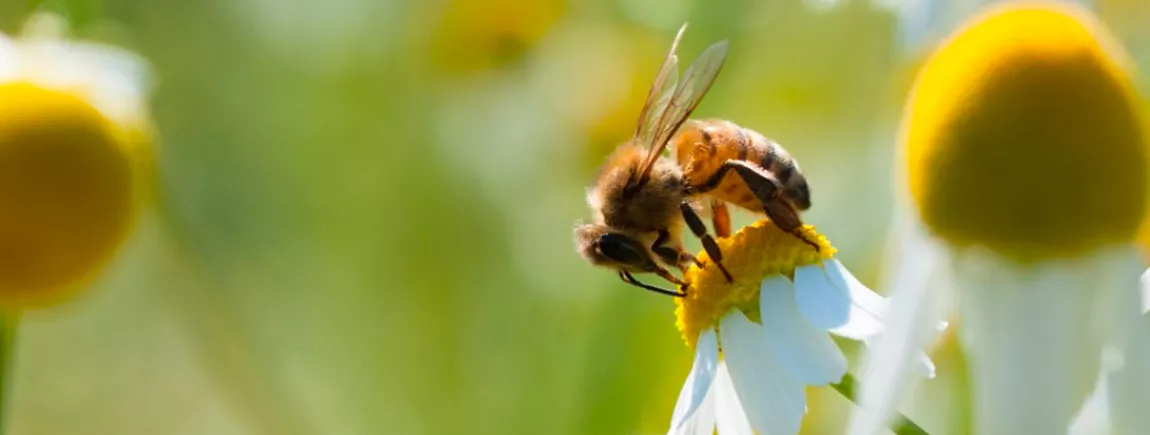 Aujourd’hui c’est la journée internationale de la biodiversité