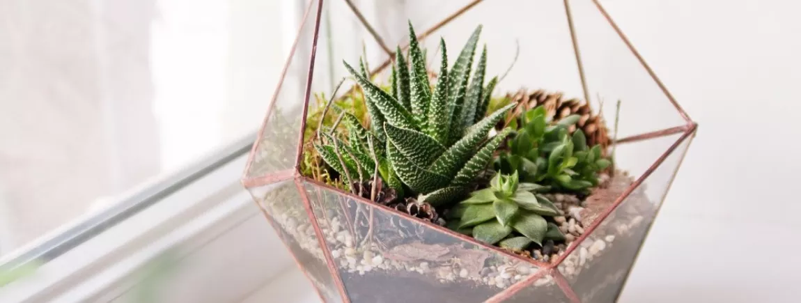 Un terrarium fait maison