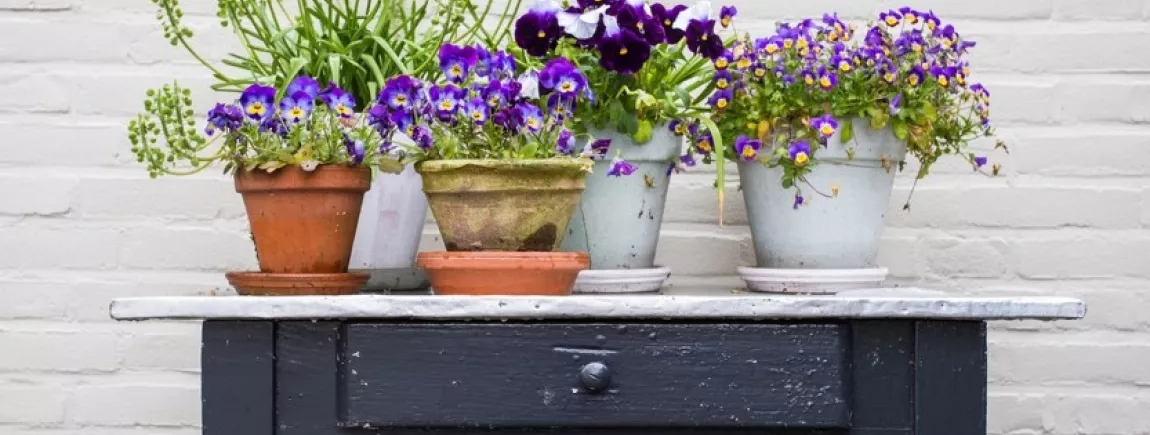 Sauver ses plantes pendant son absence ? Mission acceptée ! Des plantes vertes et fleurs violettes sur une table en bois