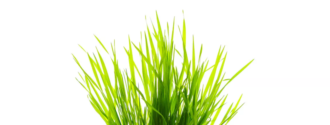 Tache d'herbe