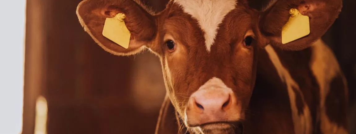 Salon de l’agriculture : tout un champ de découvertes Le Salon International de l’Agriculture 2019