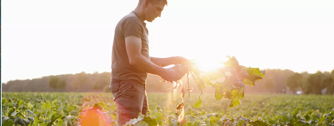 Agriculture durable : le bonheur du champ à l’assiette ! Agriculture durable