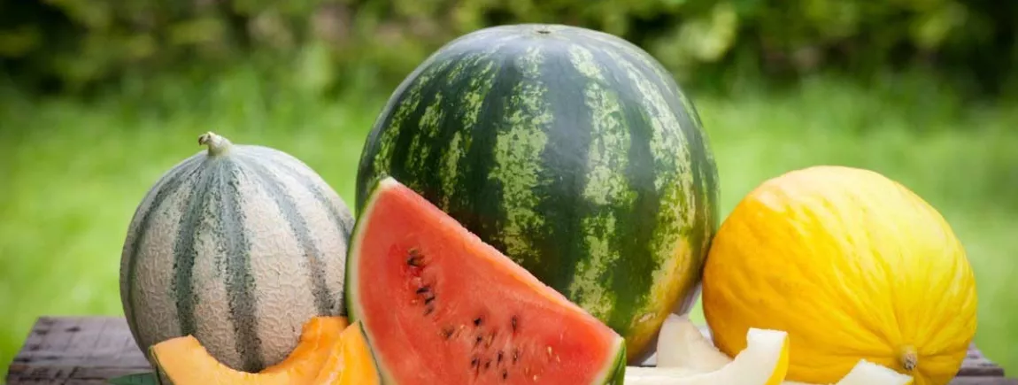 Le panier du mois d’Annelyse : le melon et la pastèque Des melons et des pastèques posés sur une table
